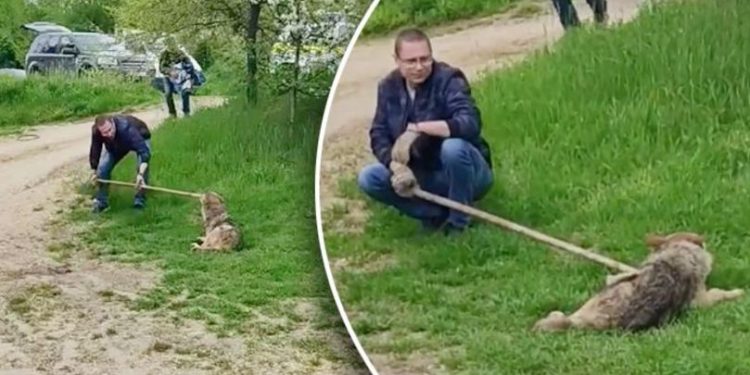 Lupul din Dănceni, filmat cum a fost prins: Este rănit și obosit | VIDEO