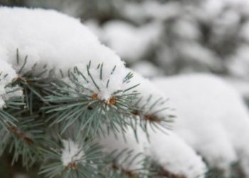 „Iarnă” la început de vară: A nins în munţii Carpaţi din Ucraina | VIDEO