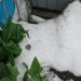 Ploaie cu grindină în nordul țării! Mai multe culturi au fost afectate – În grădinile oamenilor s-au format mormane de gheață | FOTO