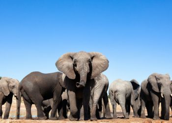 18 elefanți indieni au fost găsiți morți după o furtună cu fulgere