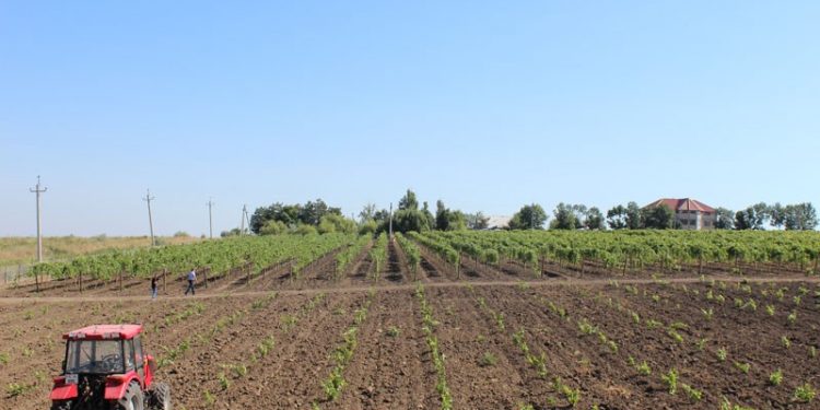 Producătorii Agricoli îi cere președintelui să promulge modificările aprobate de deputaţii PSRM şi cei ai Platformei „Pentru Moldova” la legea privind comerțul intern