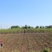 Producătorii Agricoli îi cere președintelui să promulge modificările aprobate de deputaţii PSRM şi cei ai Platformei «Pentru Moldova» la legea privind comerțul intern