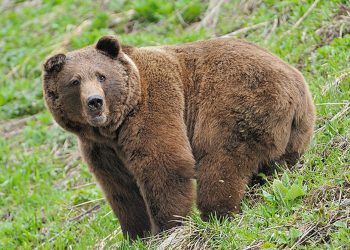 Румынский курортный город «оккупировали» медведи