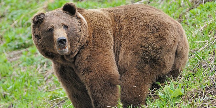 Румынский курортный город «оккупировали» медведи