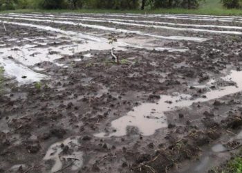 «До смерти испугалась, что меня затопит и смоет потоком в овраг». Что рассказывают люди, чьи хозяйства пострадали от прошедших ливней | VIDEO