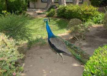 Города возле Лос-Анджелеса «атаковали» павлины