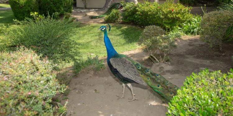 Города возле Лос-Анджелеса «атаковали» павлины