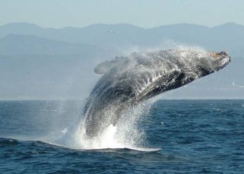 Дайвер из Массачусетса побывал в пасти кита и выжил