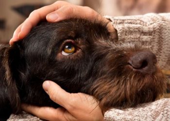 В США введен временный запрет на ввоз собак из-за бешенства, в том числе и из Молдовы