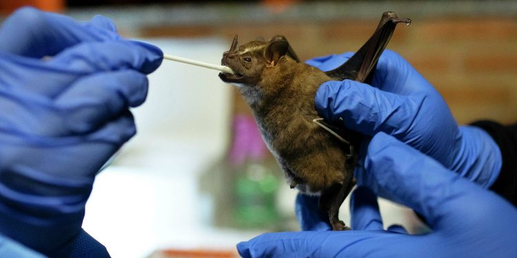 В Индии обнаружили один из самых опасных вирусов в мире