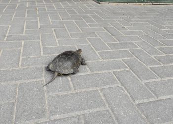 Cel mai neobişnuit „denunţător”, la CNA | FOTO