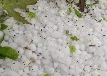 Grindina a făcut ravagii în raionul Florești. Plantația de 120 de hectare cu legume și căpșuni a unui fermier a fost distrusă | VIDEO