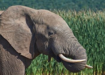 В Индии ловят слона, убившего 16 человек