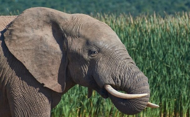 В Индии ловят слона, убившего 16 человек