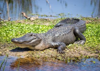 Разъяренный аллигатор покусал гуляющую с собакой женщину