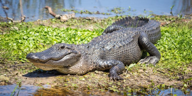 Разъяренный аллигатор покусал гуляющую с собакой женщину