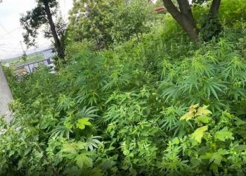Operațiunea MAC-2021: Un bărbat de 54 de ani avea peste 300 de plante de cânepă în grădină