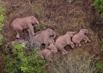 Imagini spectaculoase cu cei 15 elefanți migratori din China care se odihnesc după călătoria de 500 km | FOTO