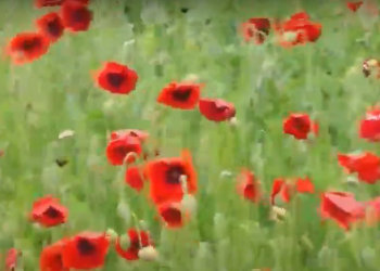 Imagini fascinante desprinse parcă din cele mai colorate povești la ieșirea din satul Troița Nouă | VIDEO