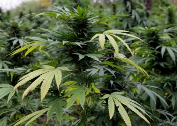 MAc-2021. Polițiștii au găsit plante de mac și cânepă în grădina unui chișinăuian | VIDEO