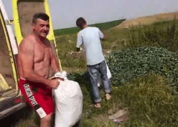 Legumicultorii români aruncă tone de castraveți: ”I-am dona, dar nu vine nimeni să îi ia!” | VIDEO
