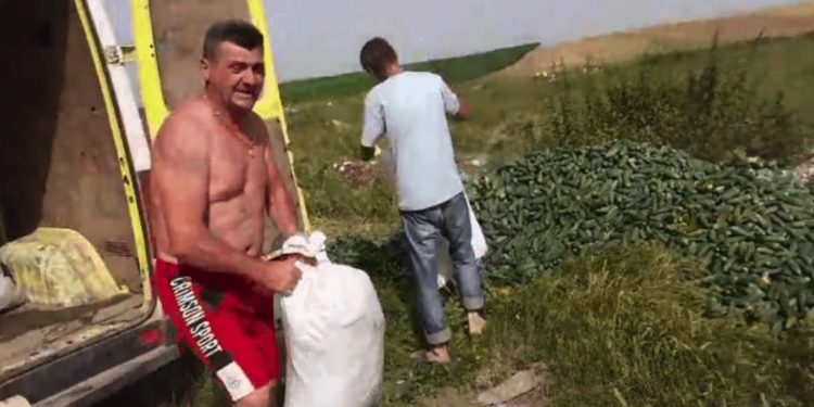 Legumicultorii români aruncă tone de castraveți: ”I-am dona, dar nu vine nimeni să îi ia!” | VIDEO