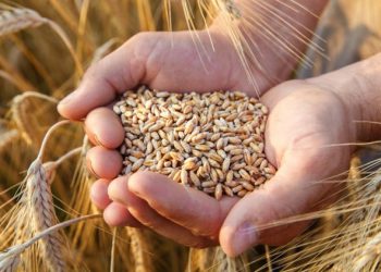 Preţul grâului a trecut de 210 euro/tonă pentru prima dată în ultimii cinci ani