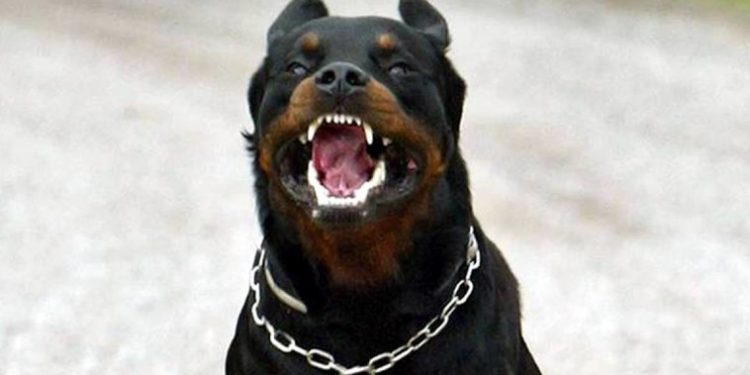 Câinele de luptă, care a atacat două persoane la Ciocana, are și un stăpân: Explicația pe care le-a dat-o polițiștilor | VIDEO