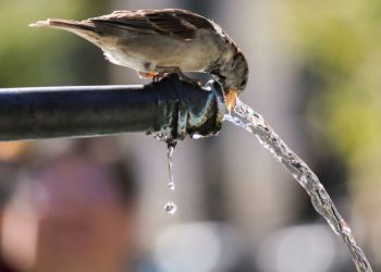 Vremea extremelor: După o lună de ploi, vine canicula. Cum se descurcă locuitorii capitalei să găsească modalități de a se răcori | VIDEO