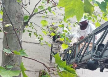 Intervenție neobișnuită a salvatorilor. Au salvat zeci de copii de la înțepături de albine  | VIDEO