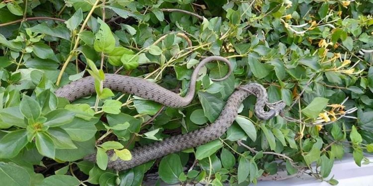 Un șarpe veninos a băgat în sperieți locuitorii orașului Căușeni. La fața locului au intervenit salvatorii | VIDEO