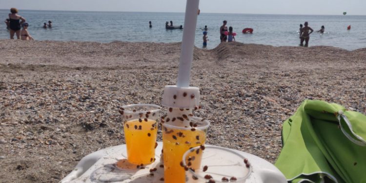 Invazie de buburuze pe plajele din Mamaia. Biolog: Din fericire, este vorba despre o specie autohtonă | VIDEO/FOTO