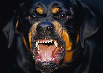 Съемочная группа TV6 отыскала ротвейлера, который напал в минувшие выходные на людей, гулявшего по улице совершенно свободно | VIDEO