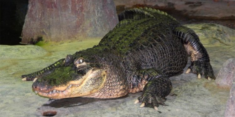 В Ялте вырвавшихся из террариумов крокодилов ловят руками | VIDEO