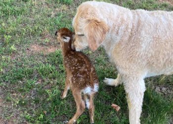 Imagini virale: Un labrador a salvat de la înec un pui de căprioară | VIDEO