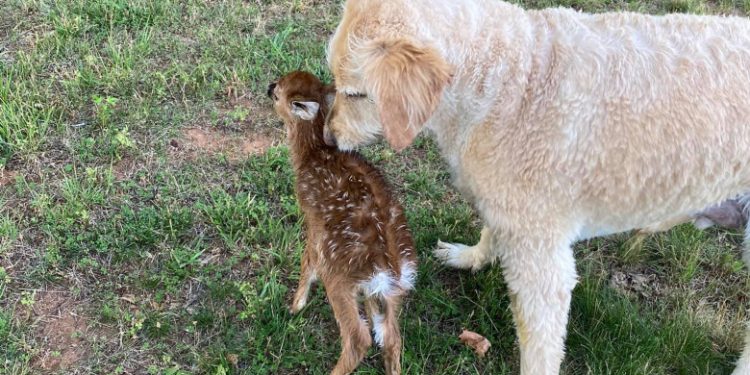 Imagini virale: Un labrador a salvat de la înec un pui de căprioară | VIDEO