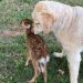 Imagini virale: Un labrador a salvat de la înec un pui de căprioară | VIDEO