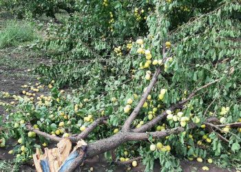 В Гагаузии град нанес крупный ущерб