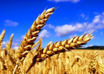 Сельхозпроизводителям Гагаузии предстоит убрать 45 тысяч гектаров угодий. Аграрии обеспокоены закупочными ценами и возможными потерями | VIDEO