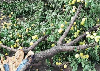 Прошедшие дожди нанесли ущерб сотням гектарам полей и садов