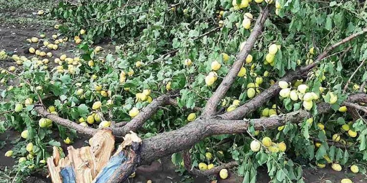 Прошедшие дожди нанесли ущерб сотням гектарам полей и садов