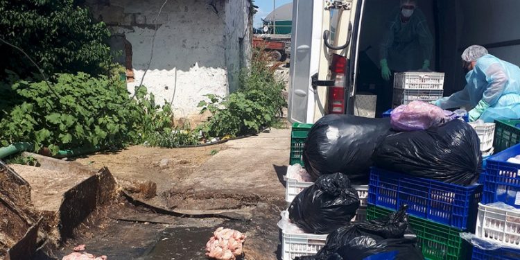 Carcase de pui, infestate cu Salmonella Enteritidis. Acestea au fost depistate la un agent economic din Bălți