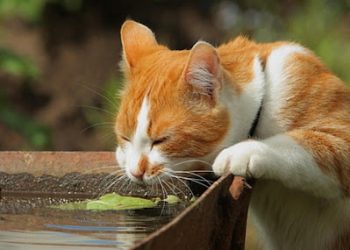 В связи с жарой синоптики объявили желтый код метеоопасности