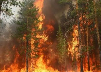 Лесные пожары в Турции добрались до Антальи