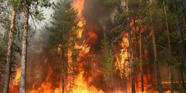 Лесные пожары в Турции добрались до Антальи