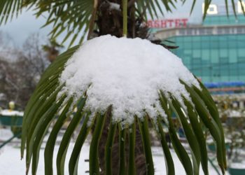 Снегопады в Бразилии негативно повлияли на урожай кофе | VIDEO