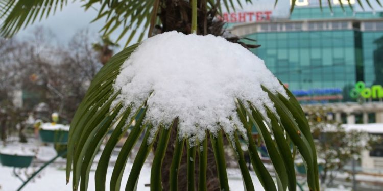 Снегопады в Бразилии негативно повлияли на урожай кофе | VIDEO