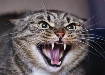 Во Флорештском районе выявили случай бешенства у кошки