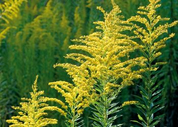 Минсельхоз призывает землевладельцев уничтожать амброзию