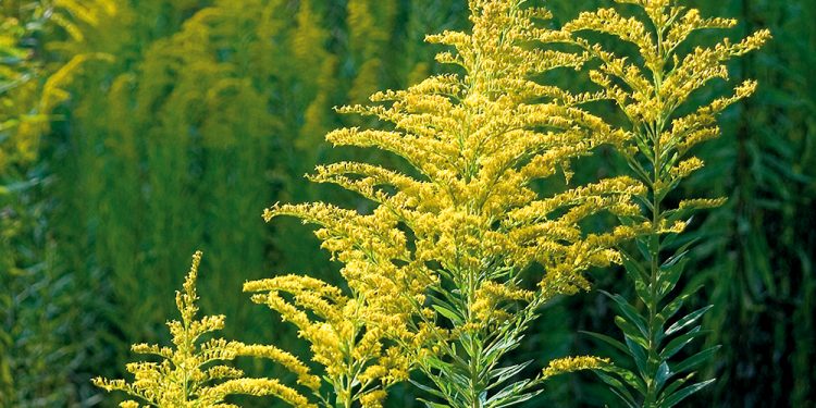 Минсельхоз призывает землевладельцев уничтожать амброзию